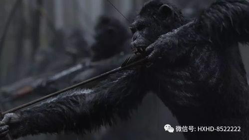 人猿决战在线观看,原始森林的生死较量  第2张