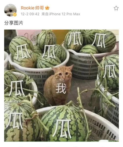 韩国网红e吃大瓜,揭秘韩国网红幕后生活  第2张