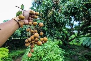 龙眼观察爆料怎么做的视频,轻松上手，打造热门短视频  第2张